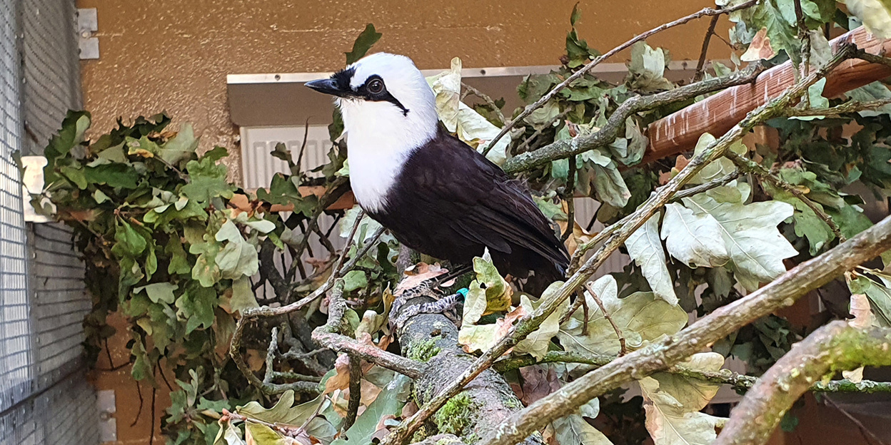 Nieuwe vogelsoorten!