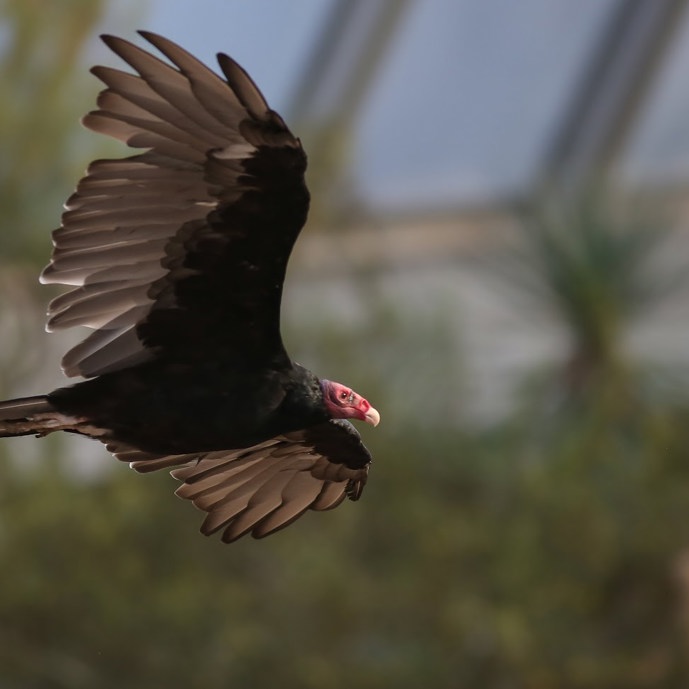 Stephen verzorgt kalkoengieren