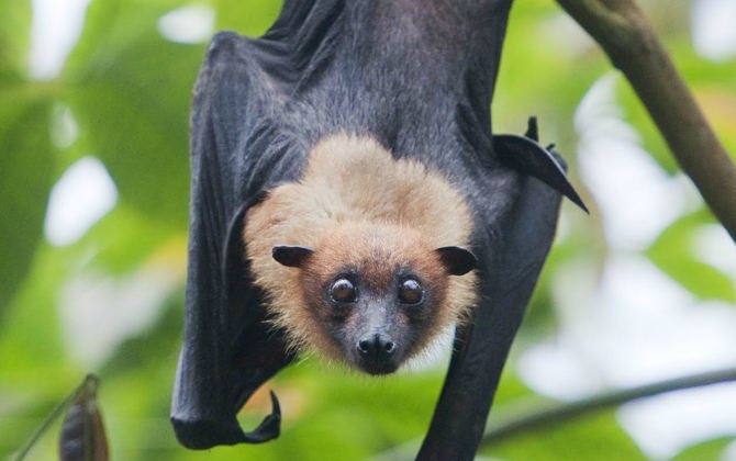 Vleerhonden of vleermuizen?