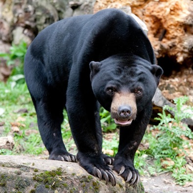 Bedreiging en bescherming