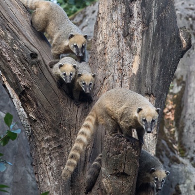 Bedreiging en bescherming