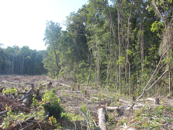 Mangroves staan wereldwijd onder druk