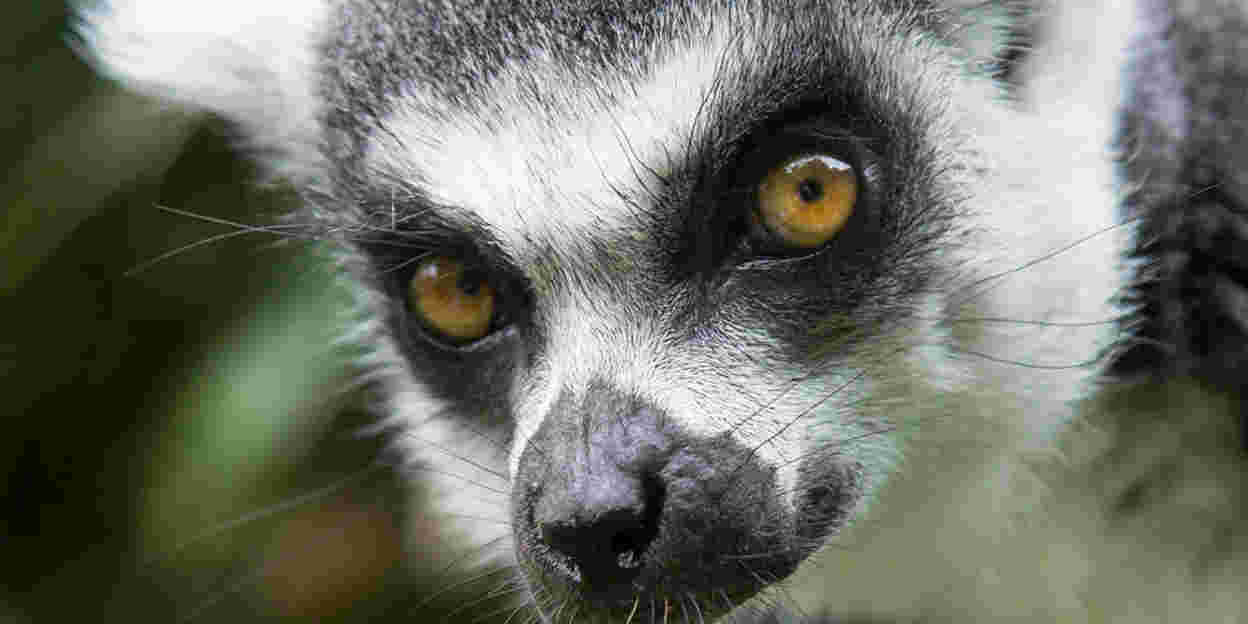 Maki's openen nieuwe verblijven in Burgers' Zoo