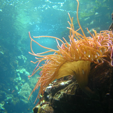 Over de voortplanting