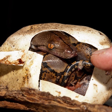 Over de voortplanting