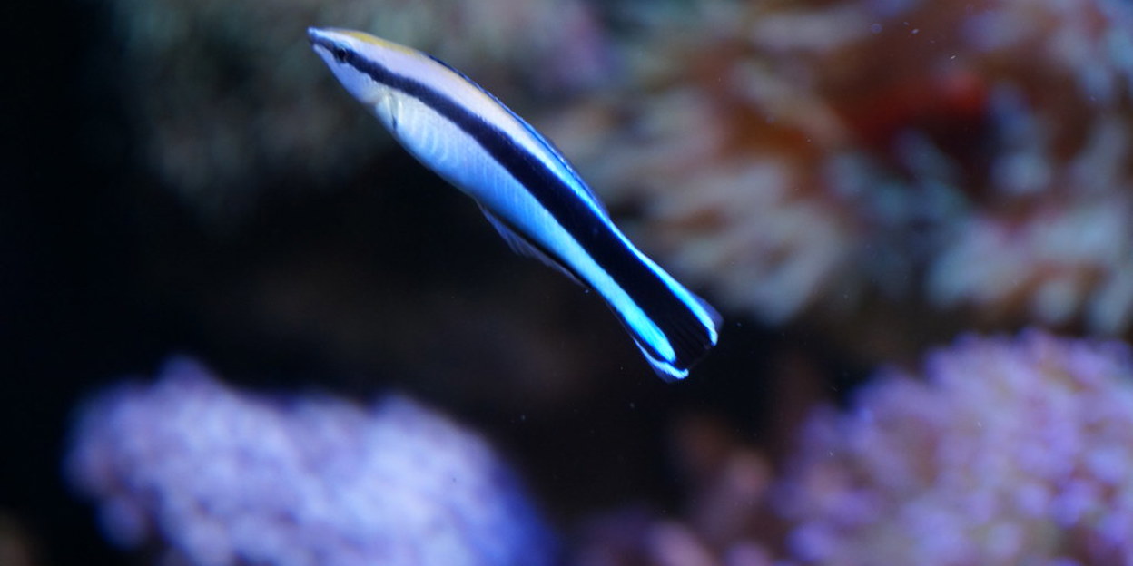 Symbiose: poetslipvis en gastheer