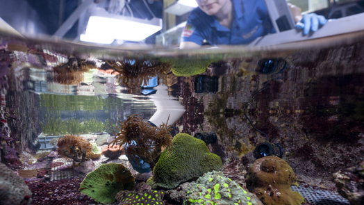 Zoo Duisburg ontvangt Arnhems koraal
