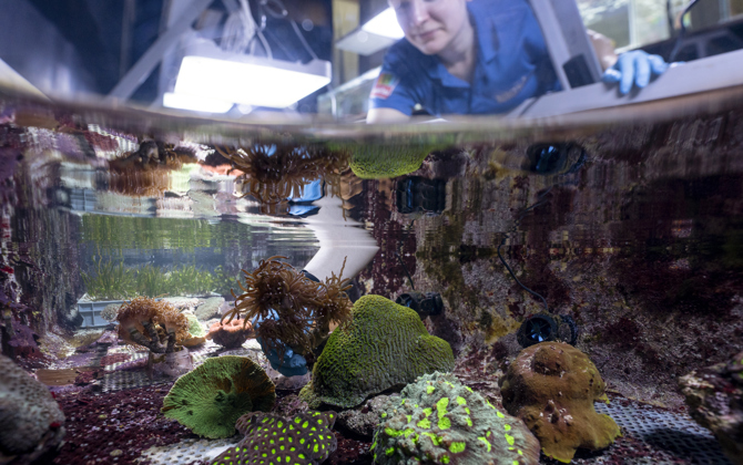 Zoo Duisburg ontvangt Arnhems koraal