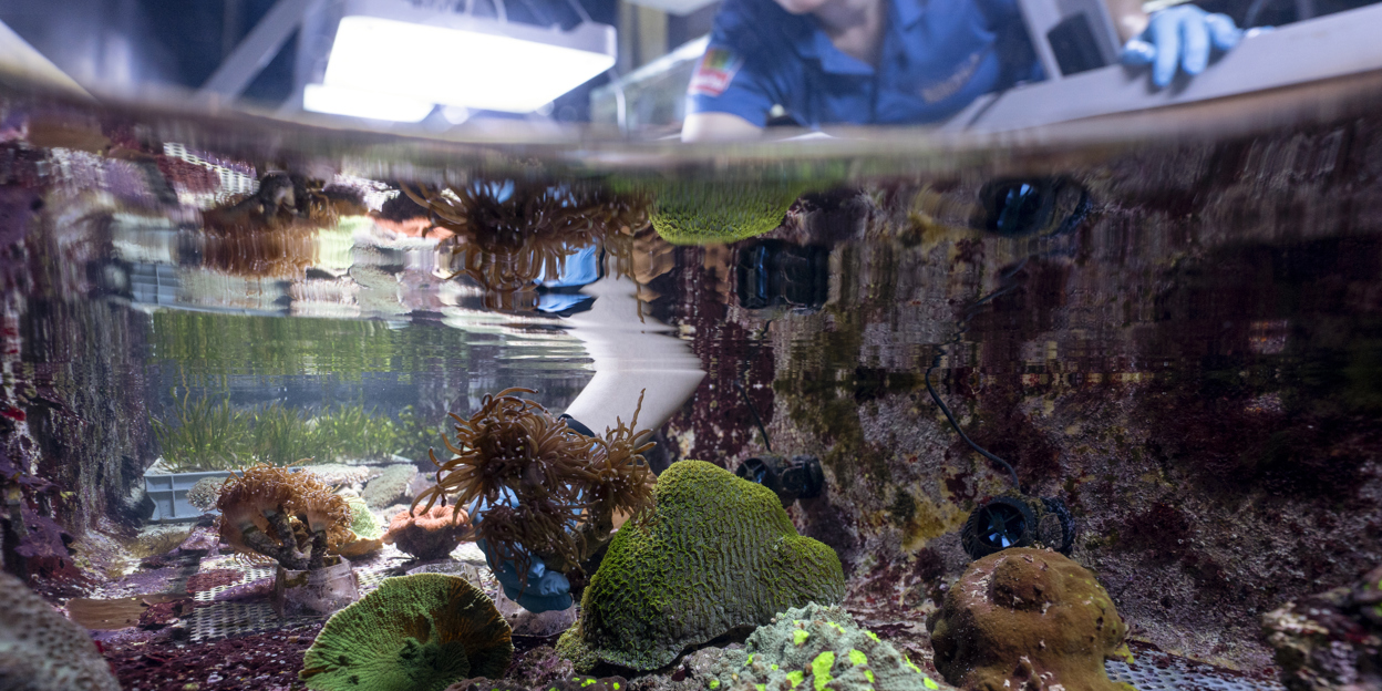 Zoo Duisburg ontvangt Arnhems koraal