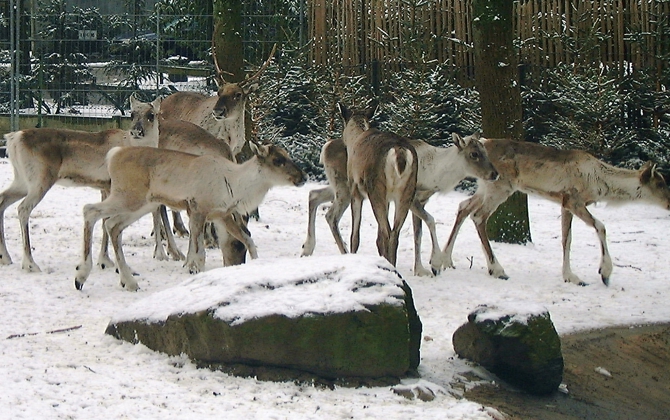 Rumoer bij de rendieren