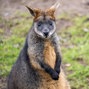 Lees meer over: Moeraswallaby