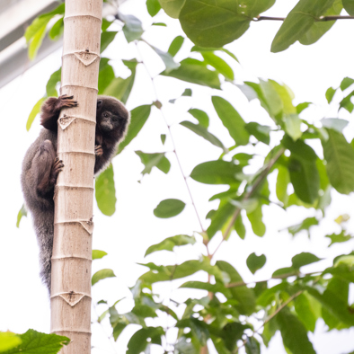 Over de voortplanting