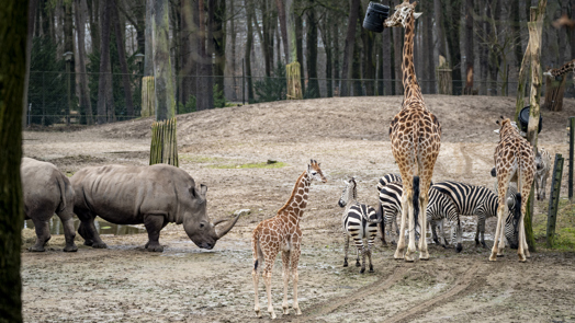Jonge giraffen ontmoeten zebra's en neushoorns