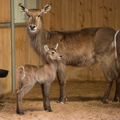 Over de voortplanting