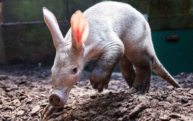 Een bijzonder zoogdier: het aardvarken