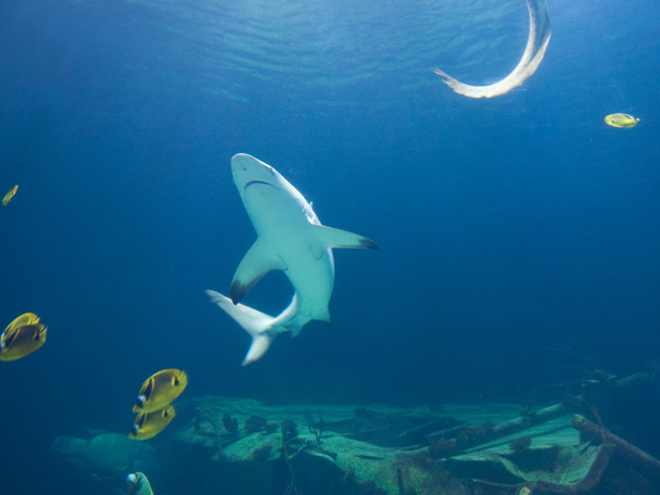 Bescherming van dieren in het wild