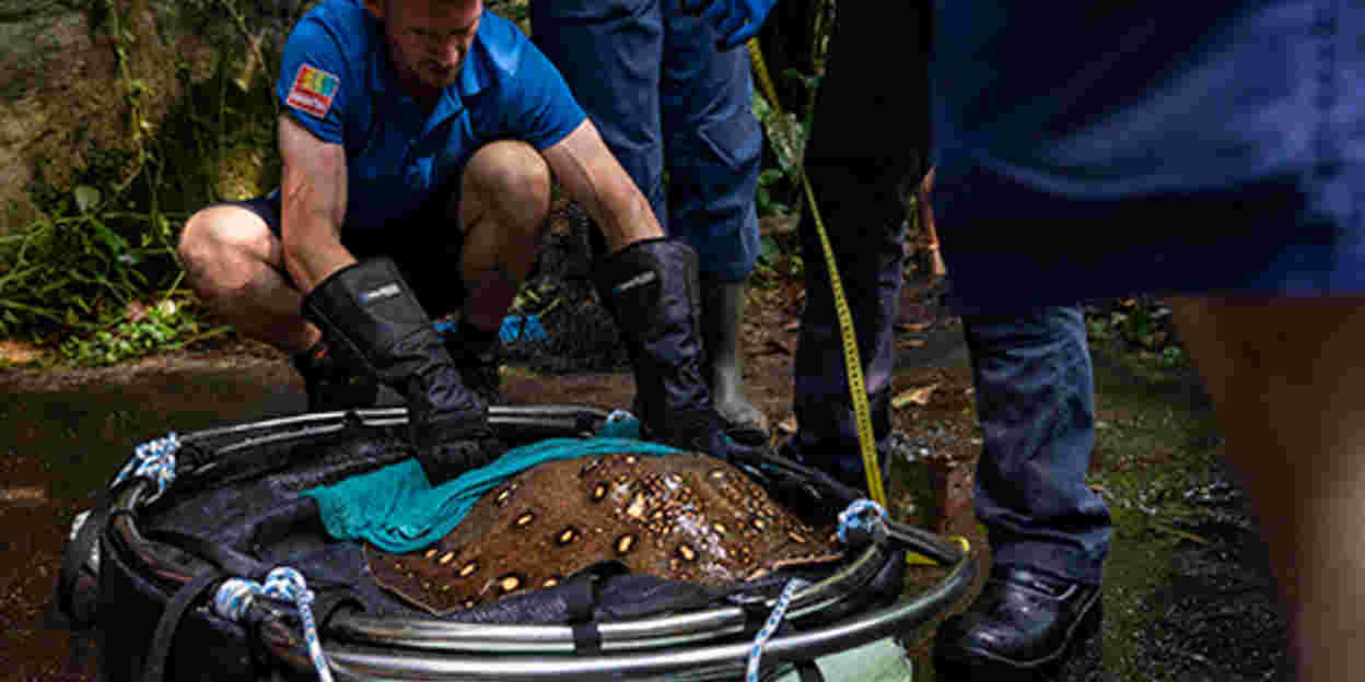Dierverzorgers wegen en meten pauwoogzoetwaterroggen 