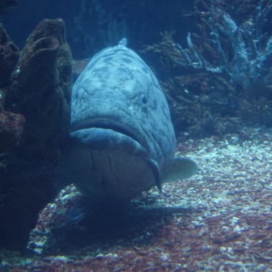 Over de voortplanting