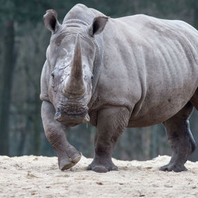Breedlipneushoorn