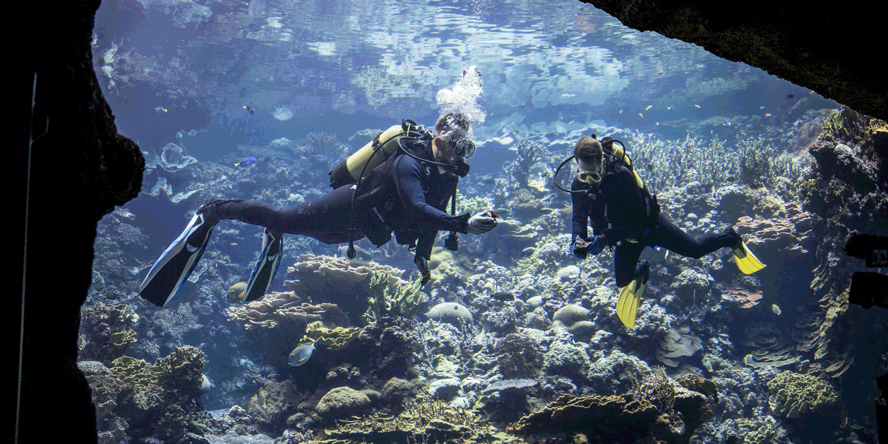 Burgers' Ocean bouwt mee aan Ark van Noach