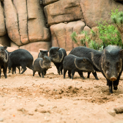  Bedreiging en bescherming