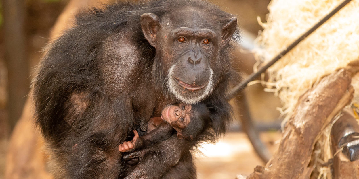 Wereldberoemde chimpansee krijgt een jong