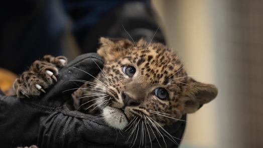 Panter welpje krijgt tweede inenting
