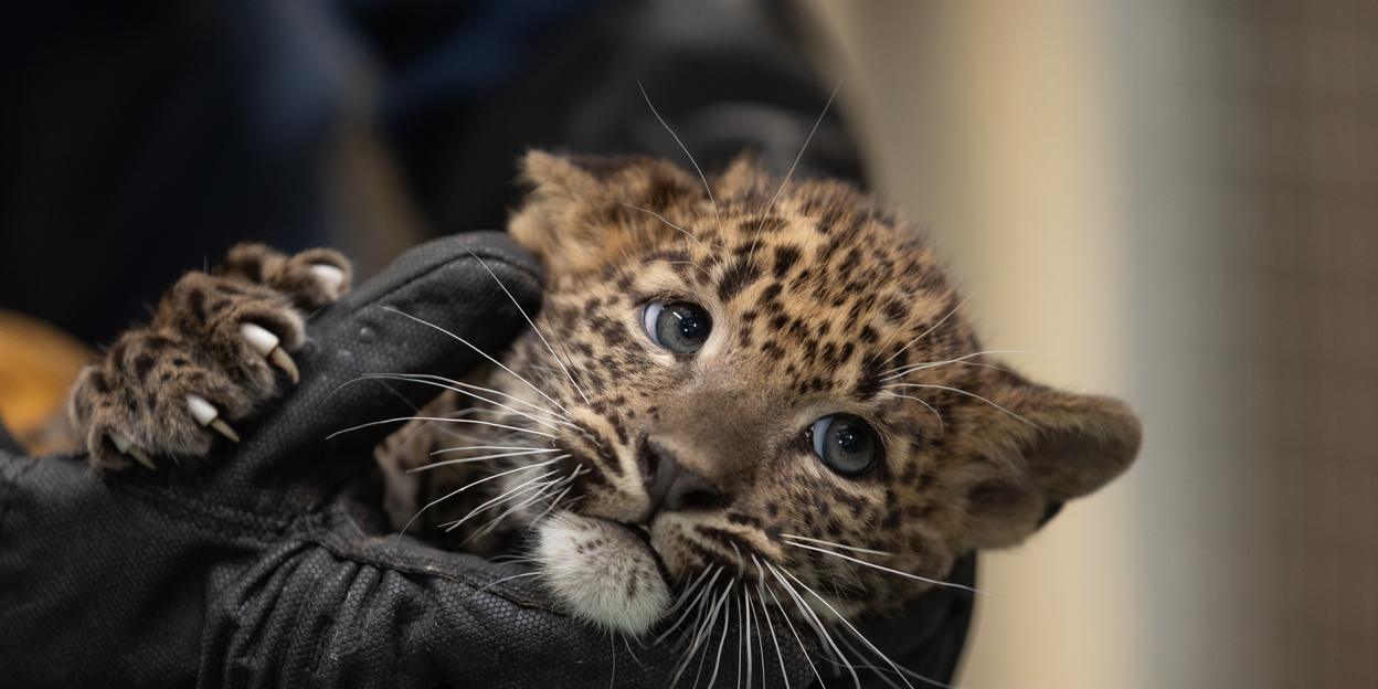 Panter welpje krijgt tweede inenting