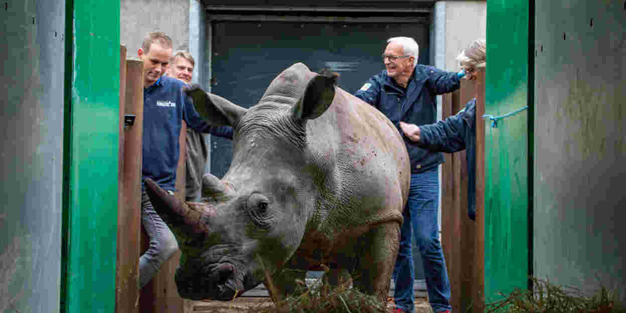 Twee Arnhemse neushoorns reizen noordwaarts 