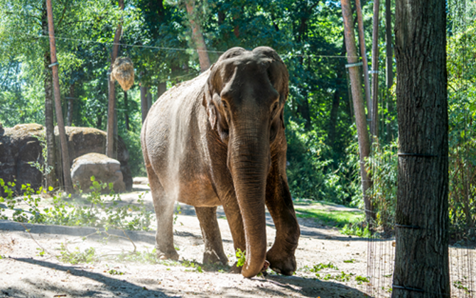 Burgers' Zoo laat 59-jarige olifant inslapen