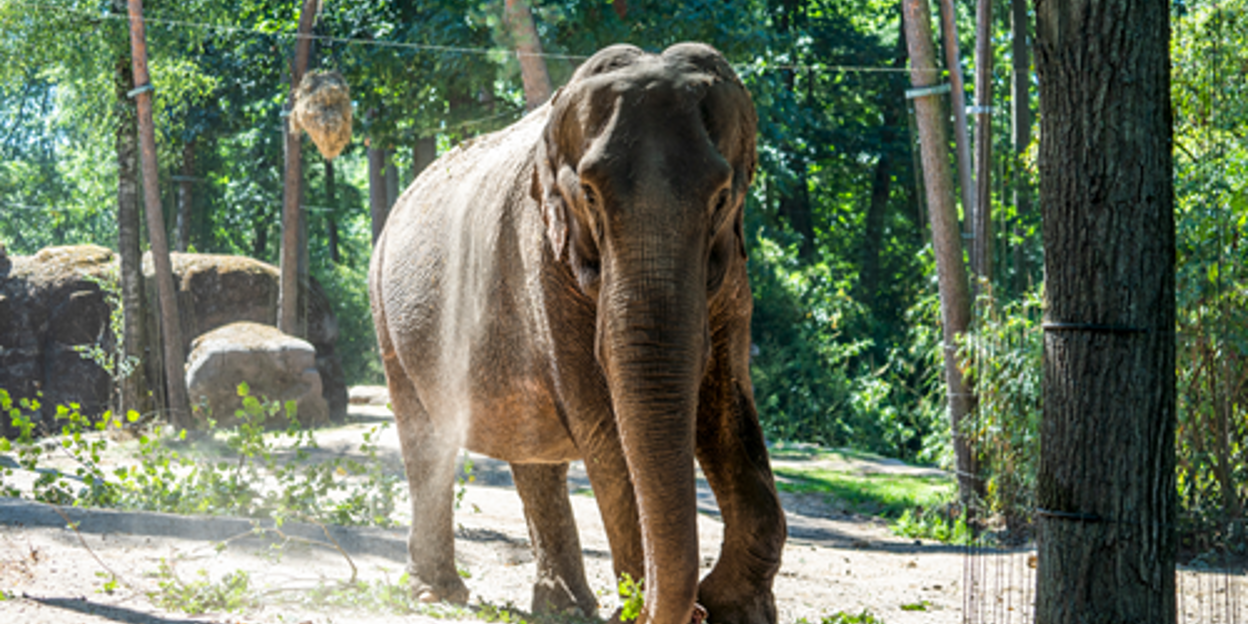 Burgers' Zoo laat 59-jarige olifant inslapen