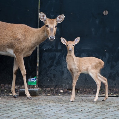 Over de voortplanting