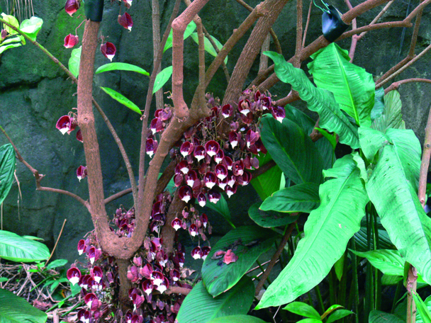 De boomaristolochia’s in Burgers’ Bush