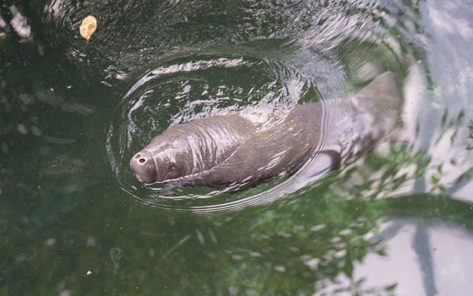 Zeekoe geboren in Burgers' Zoo