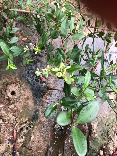 De witte mangrove in Burgers’ Mangrove