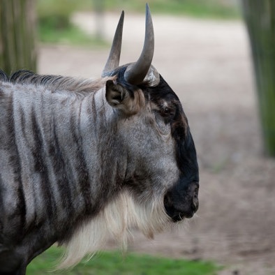 Bedreiging en bescherming