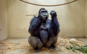 Burgers' Zoo verhuist vier gorilla's