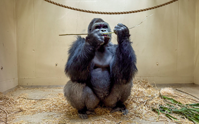 Burgers' Zoo verhuist vier gorilla's