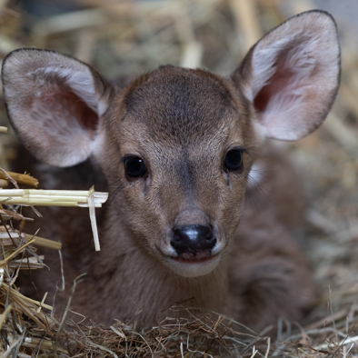 Over de voortplanting