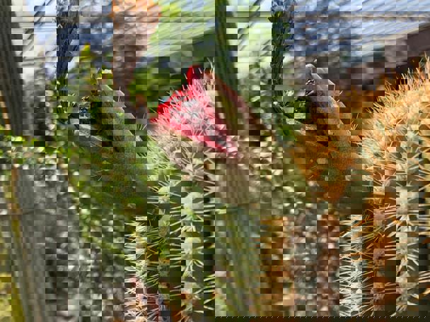 Gebruik door de mens 