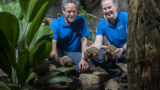 Burgers' Zoo vangt schildpadden op na inbeslagname