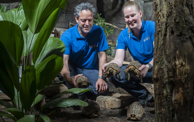 Burgers' Zoo vangt schildpadden op na inbeslagname
