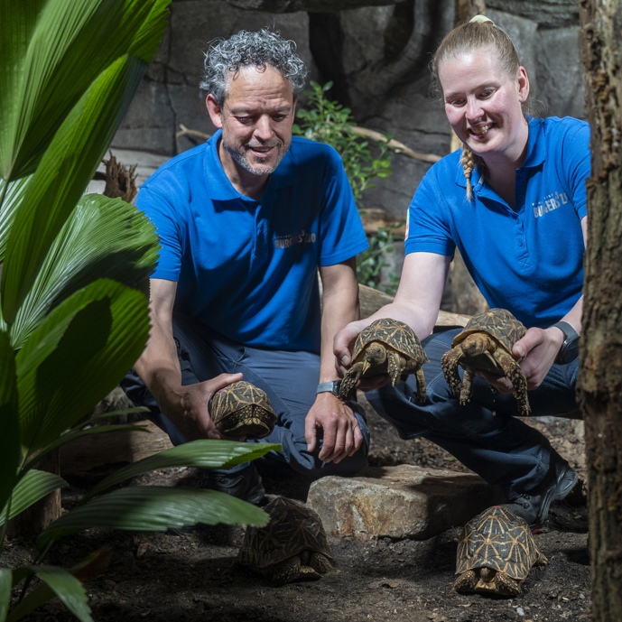 Burgers' Zoo vangt schildpadden op na inbeslagname