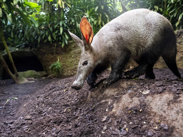 Aardvarkenarrangement