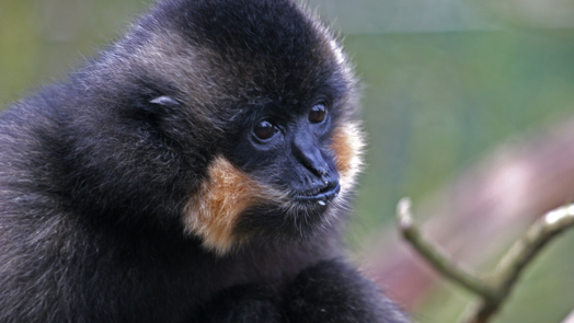 Vreemde snuiters, die gibbons