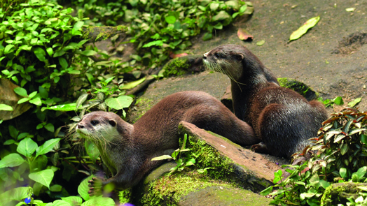 Otterwelzijn in Burgers’ Zoo