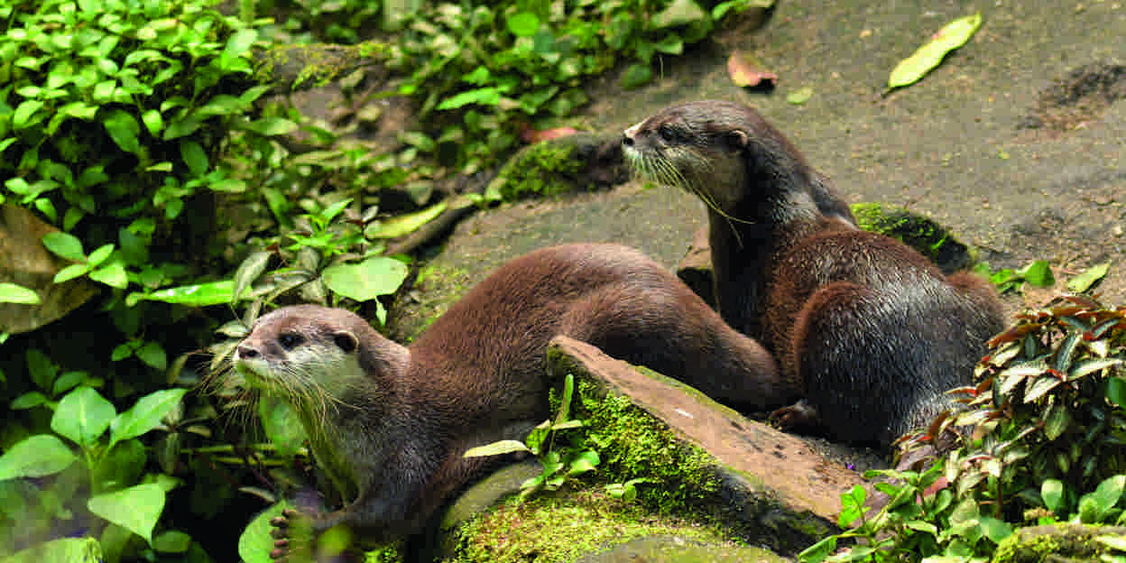 Otterwelzijn in Burgers’ Zoo