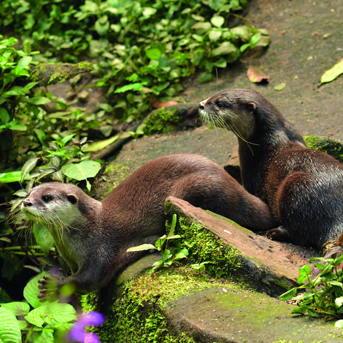 Otterwelzijn in Burgers’ Zoo