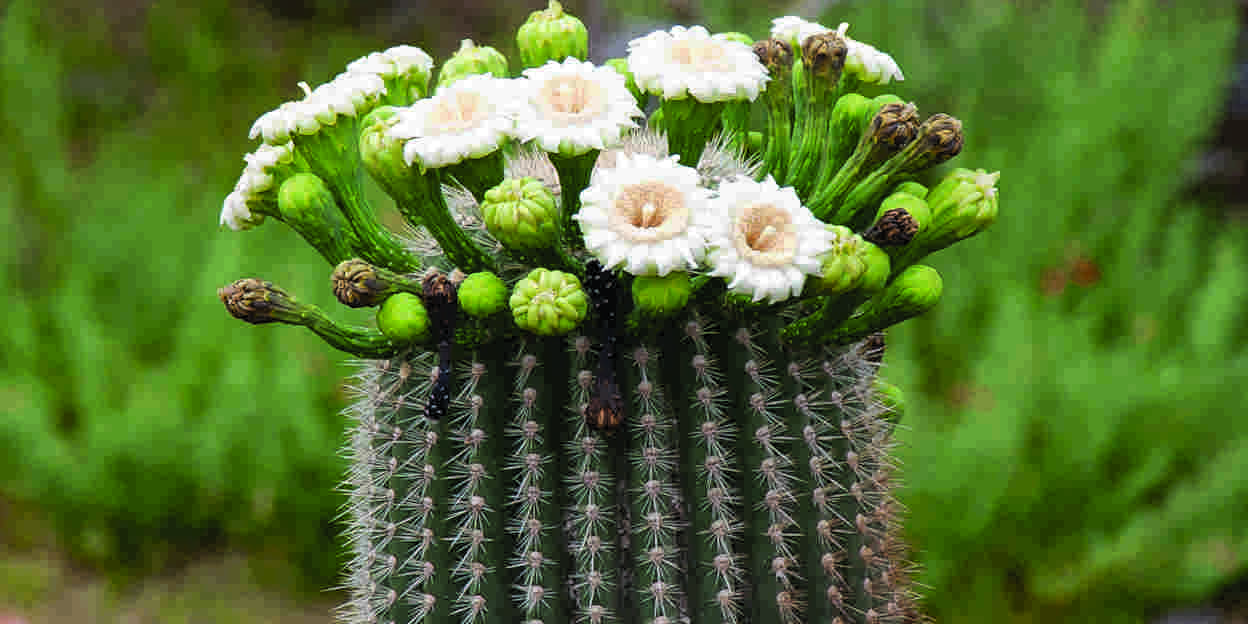 Cactusfeest