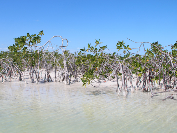 Mangroves: van levensbelang voor de biodiversiteit